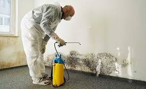 Mold Removal & Remediation